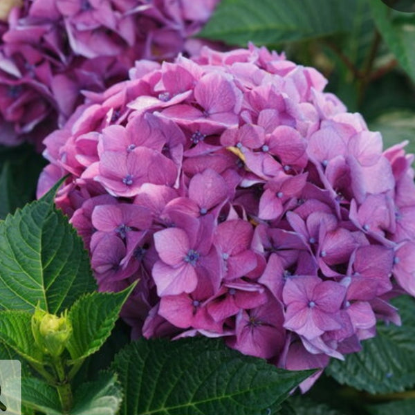 Hydrangea 'Let's Dance Lovable'