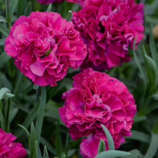 Dianthus 'Funky Fuchsia'