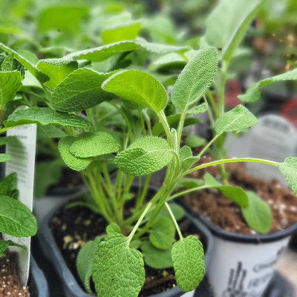 Sage Salvia 4”