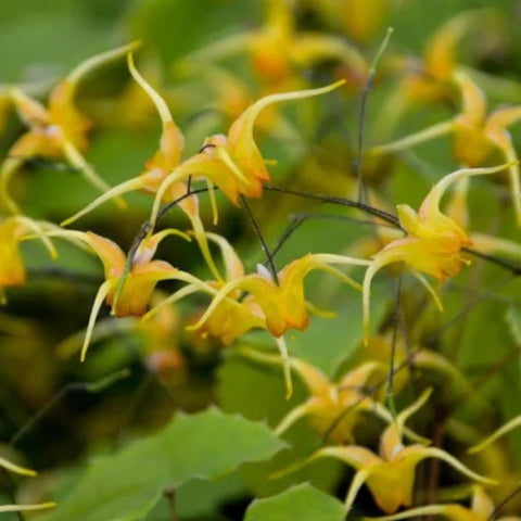 Epimedium 'Amber Queen'