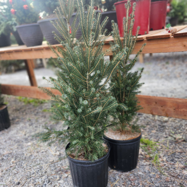 Live Potted Christmas Tree - Spruce 2'-3'