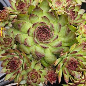 Sempervivum 'Pineapple Paradise'