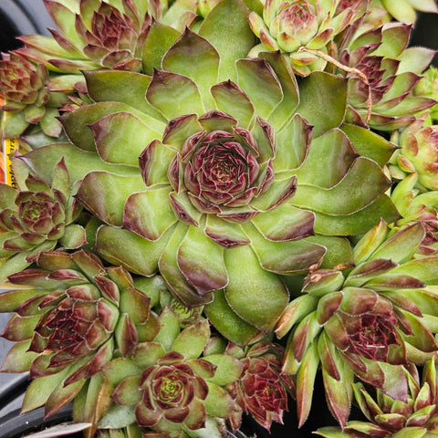 Sempervivum 'Pineapple Paradise'