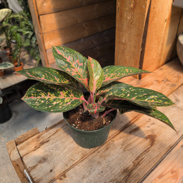6" Aglaonema 'Chanel'