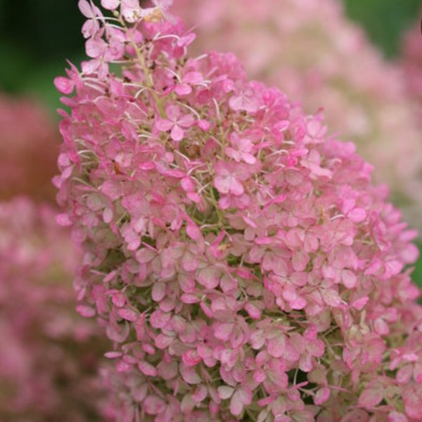 Hydrangea 'Bobo'