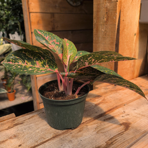 6" Aglaonema 'Chanel'