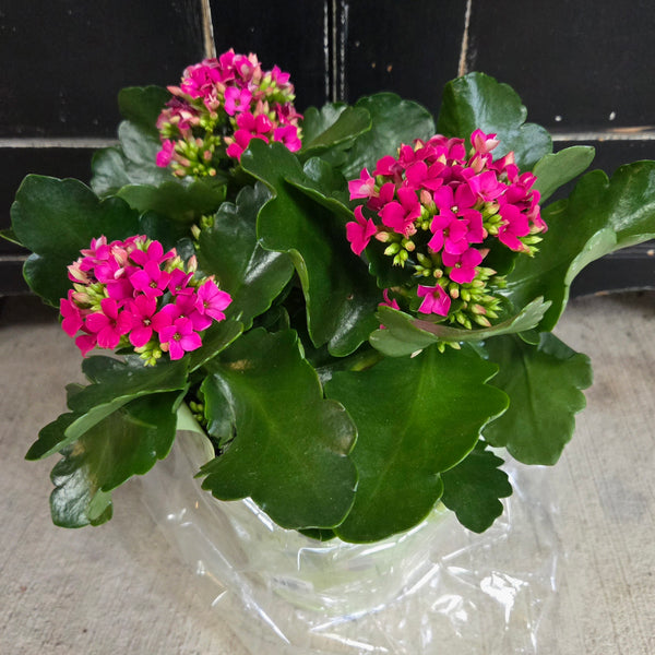 Spring Flowering - Assorted