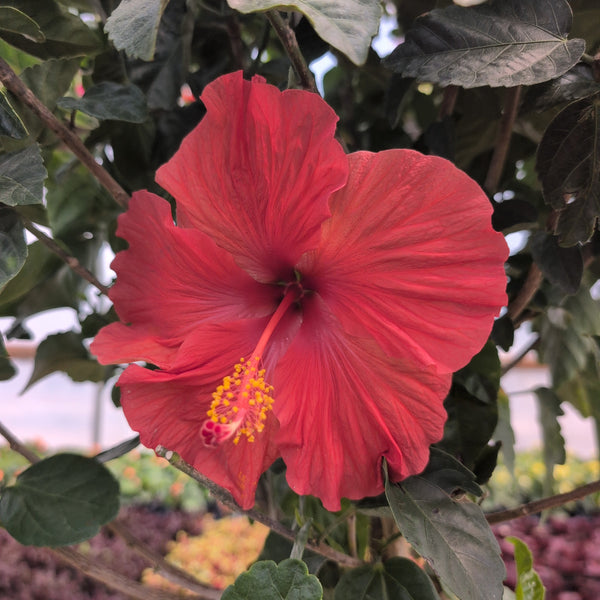 Hibiscus - Braid Form 10" PINK
