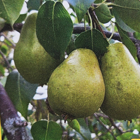 Pear Tree 'Bartlett'