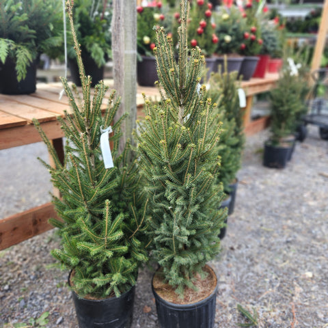 Live Potted Christmas Tree - Spruce 3'-4'