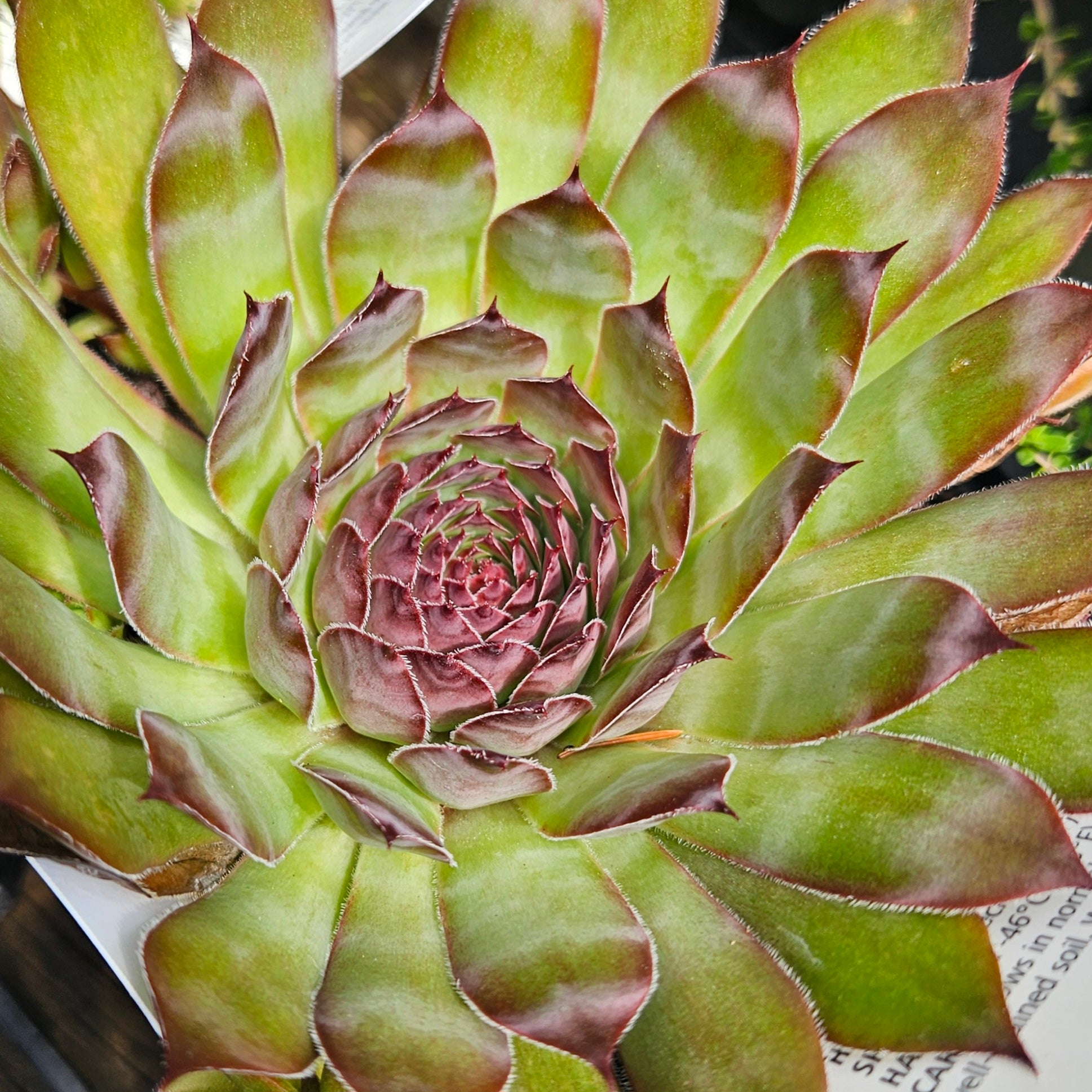 Sempervivum ‘Black Selection’