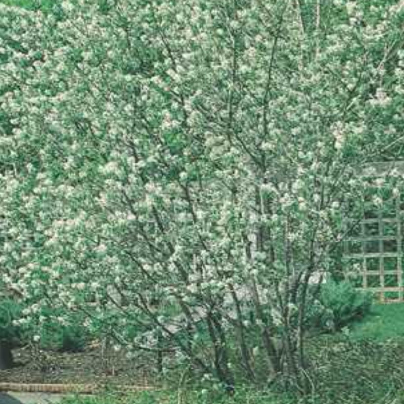 Canadian Serviceberry - Large Caliper