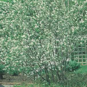 Canadian Serviceberry - Large Caliper