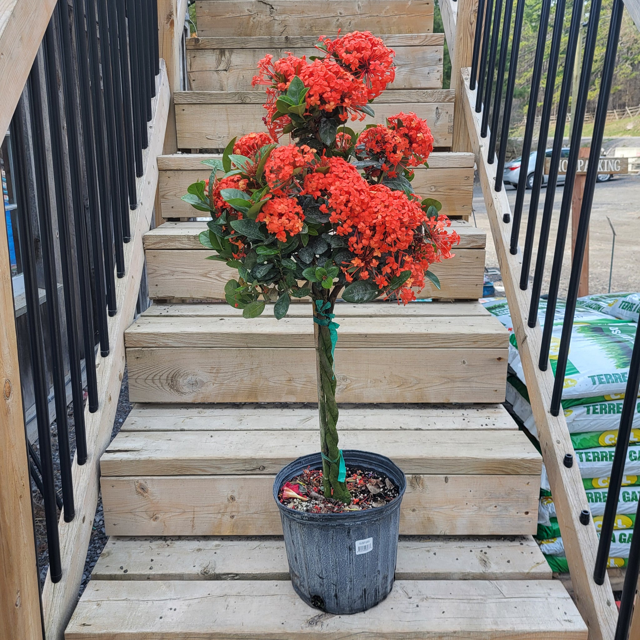 10" Ixora Maui - Braid