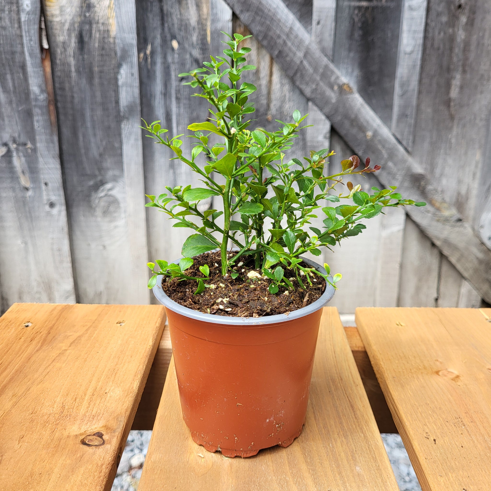 Citrus 'Finger Lime' 4"