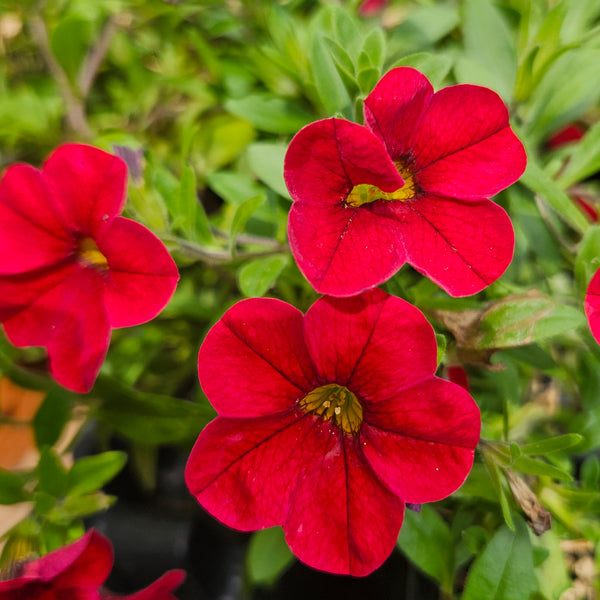 Calibrachoa 'Caliloco Dracula'
