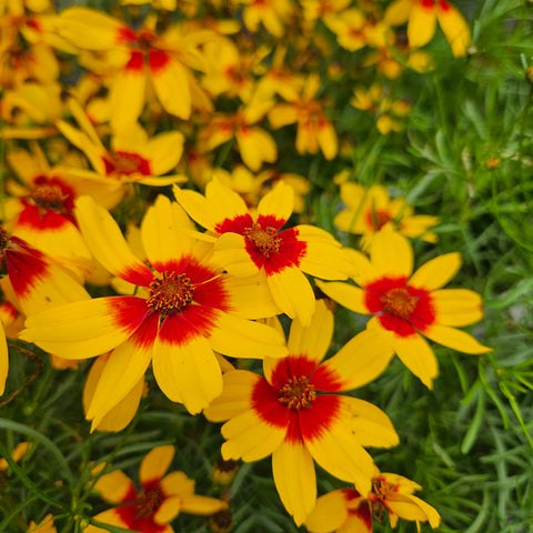 Coreopsis Designer Threads 'Golden Needles'