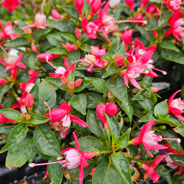 Fuchsia 'Bella Upright Nikita'