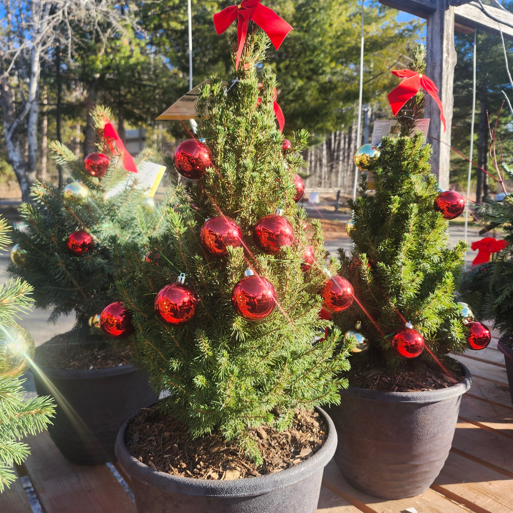 Picea Glauca 'Conica' Deco Pot