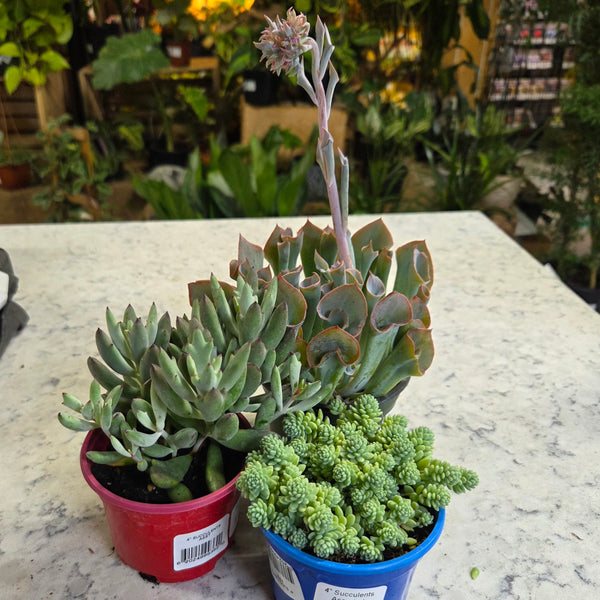 4" Succulents 'Big Variety'