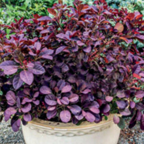 Smokebush 'Velveteeny'