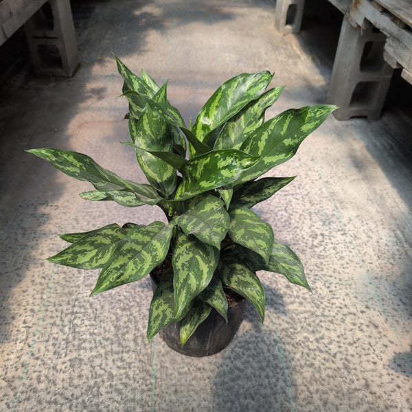 10" Aglaonema 'Maria'