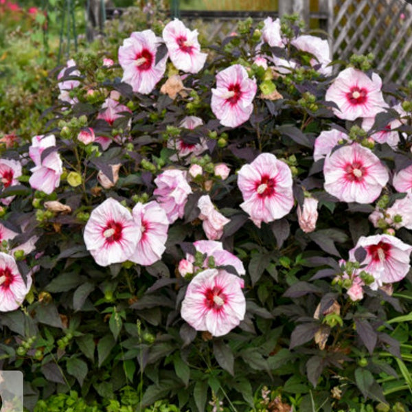 Hibiscus Summerific 'Cherry Choco Latte'