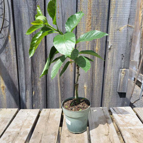 6" Avocado