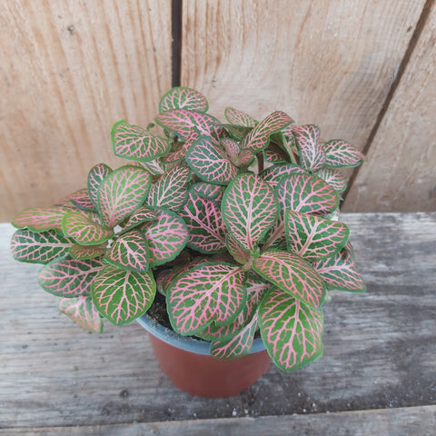 Fittonia 'Ruby Lime' 4"