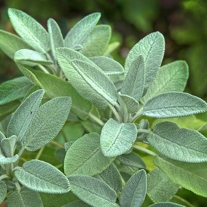 Sage Salvia 4”