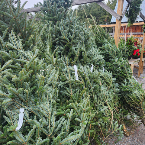 Christmas Tree - Fraser Fir
