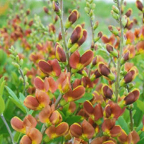 Baptisia 'Cherries Jubilee' PW