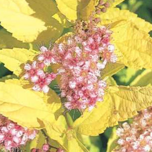 Spirea 'Goldmound'