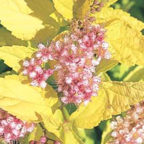 Spirea 'Goldmound'