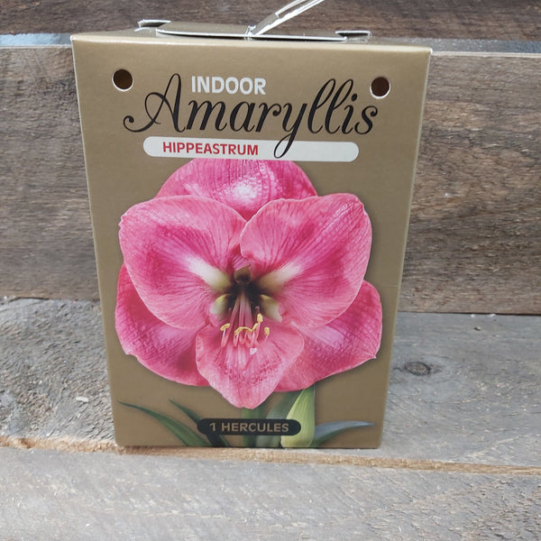 Amaryllis Golden Box Collection