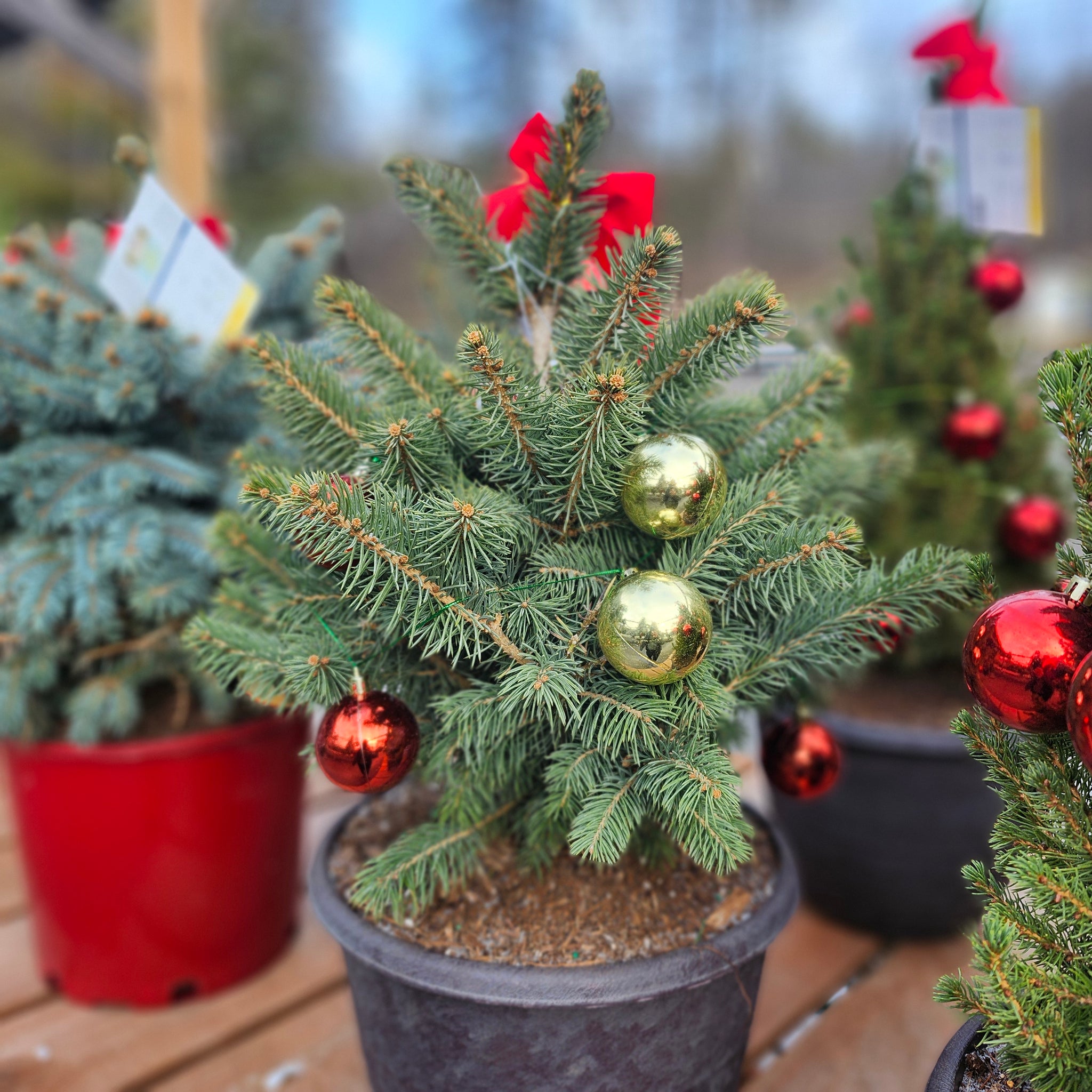 Live Potted Christmas Tree 'Baby Blue' - Deco Pot with Lights