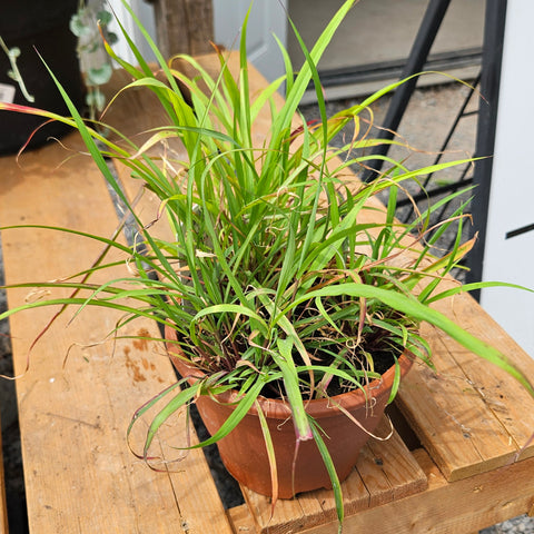 Lemongrass 6"