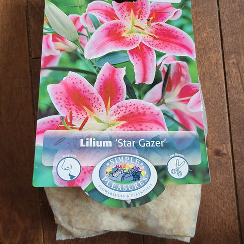 Lilium Bulbs 'Stargazer'