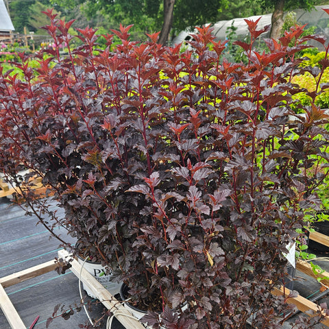Ninebark 'Summer Wine Black'