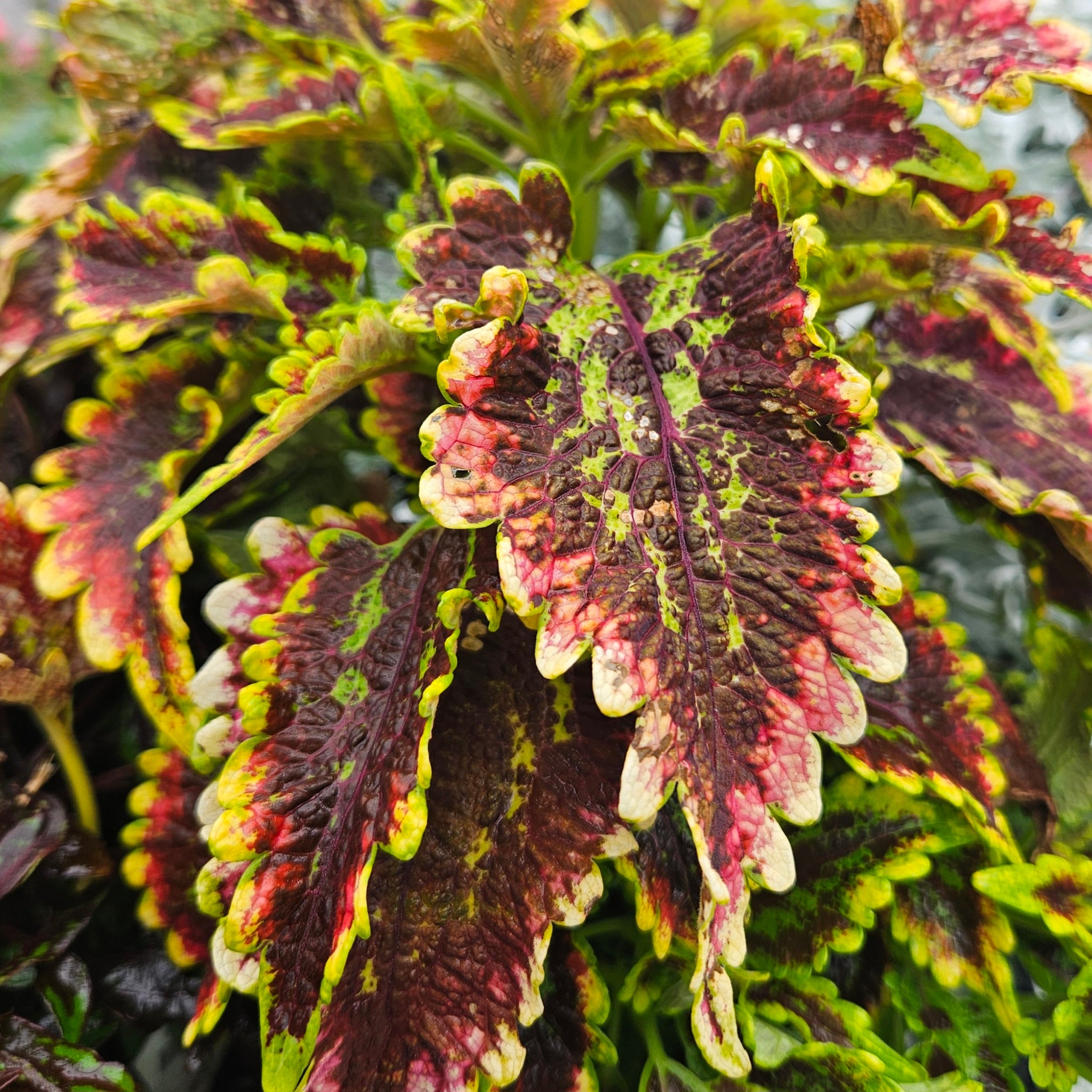 Coleus 'Colorblaze El Brighto' Proven Winners