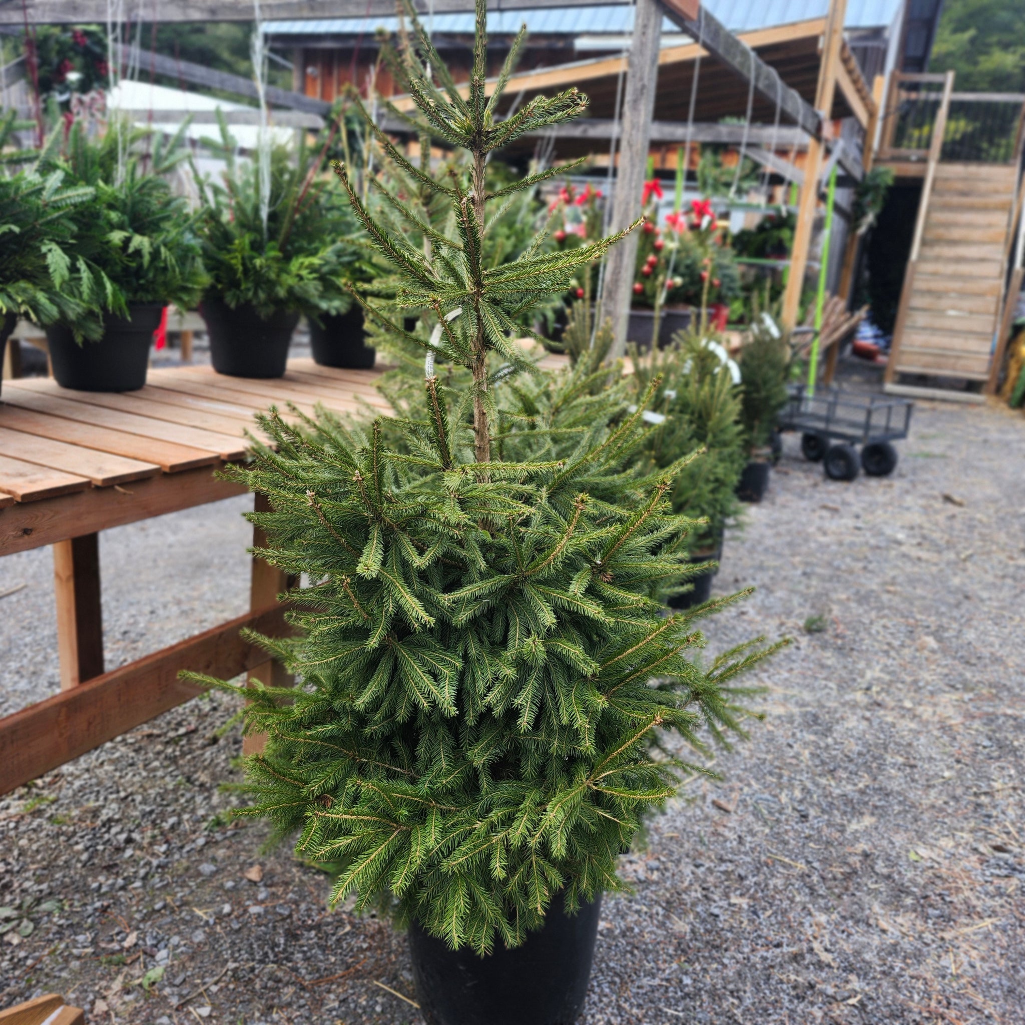Live Potted Christmas Tree - Spruce 4'-5'