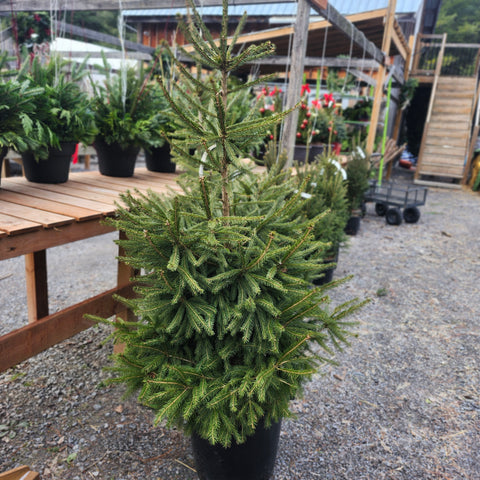 Live Potted Christmas Tree - Spruce 4'-5'