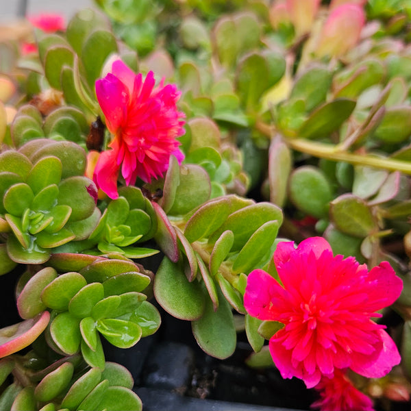 Portulaca 'ColorBlast Double Magenta'