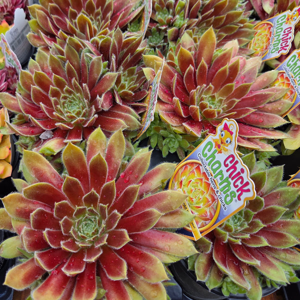 Sempervivum 'Gold Rush'