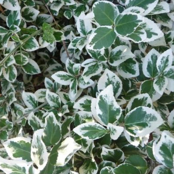Euonymus 'Emerald Gaiety'