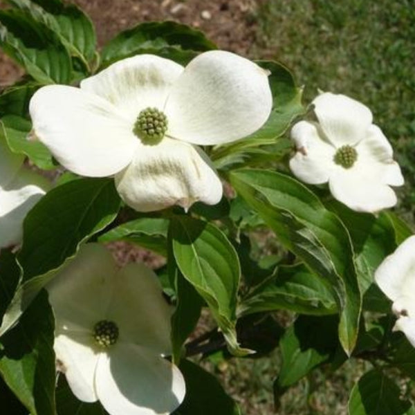 Chinese Flowering Dogwood 'Chinensis'