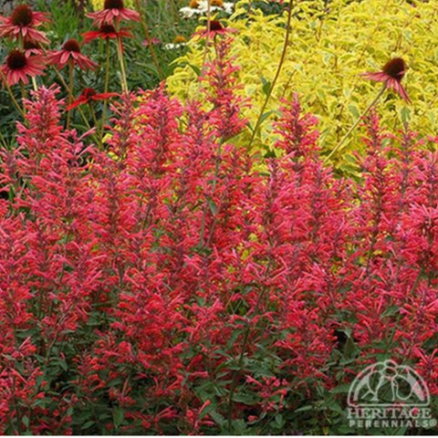 Agastache 'Kudos Coral'