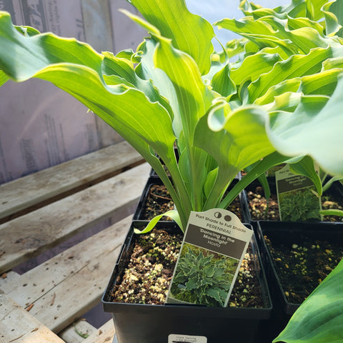 Hosta 'Dancing in the Moonlight'