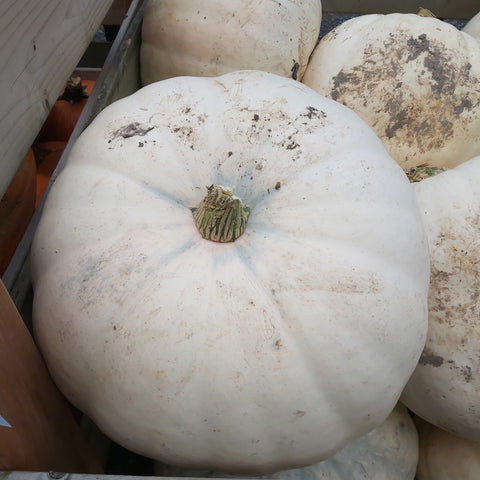 White Pumpkins - Large