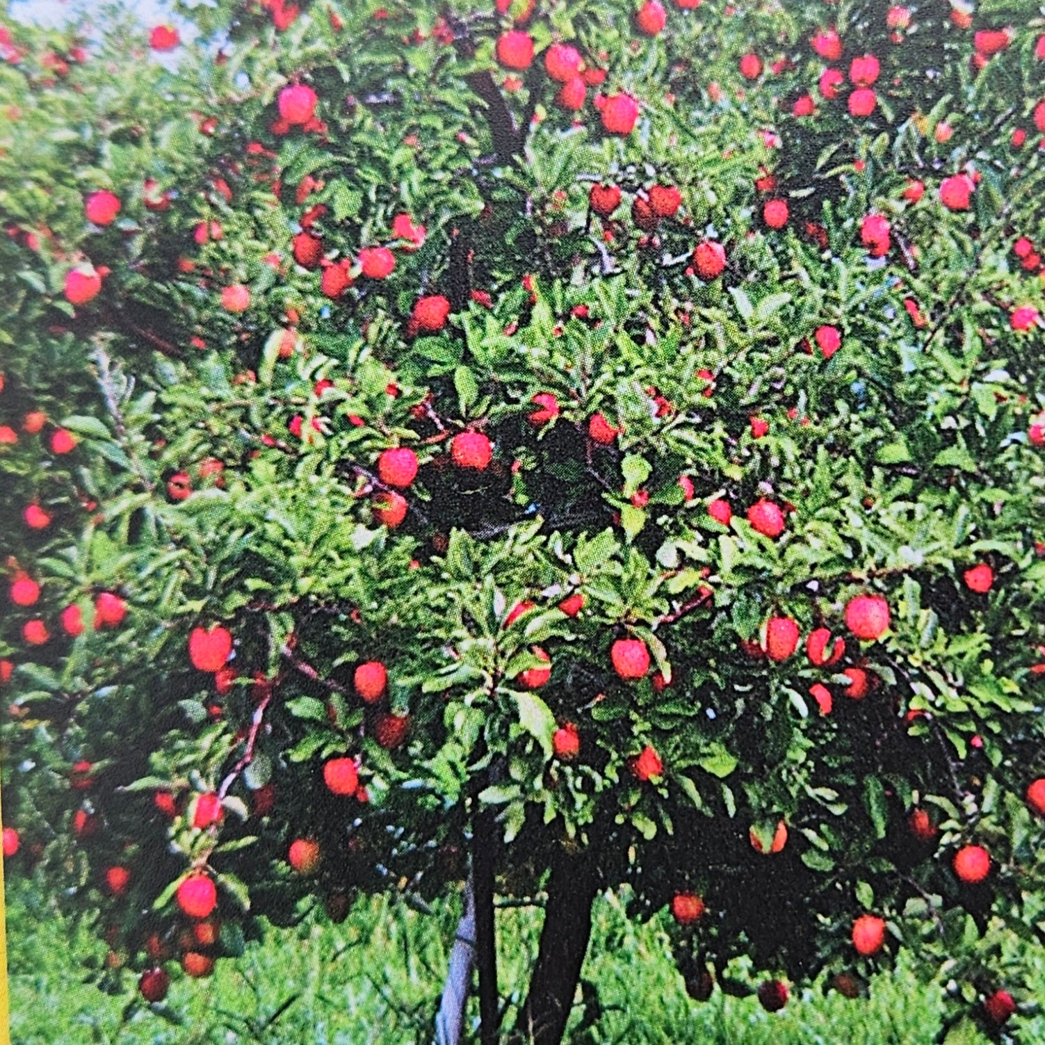 Trees - Potted – Carp Garden Centre - West Ottawa